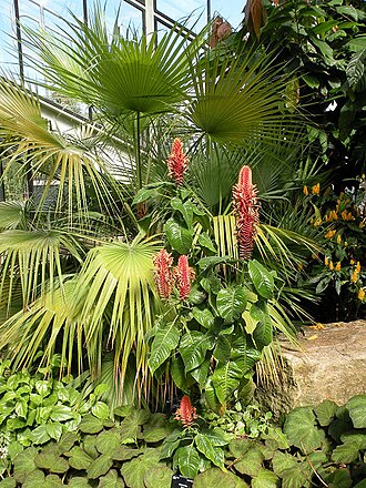 Aphelandra flava: A native of tropical America, this specimen is in the Princess of Wales Conservatory