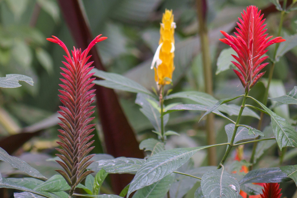 Aphelandra flava (Aphelandra flava)