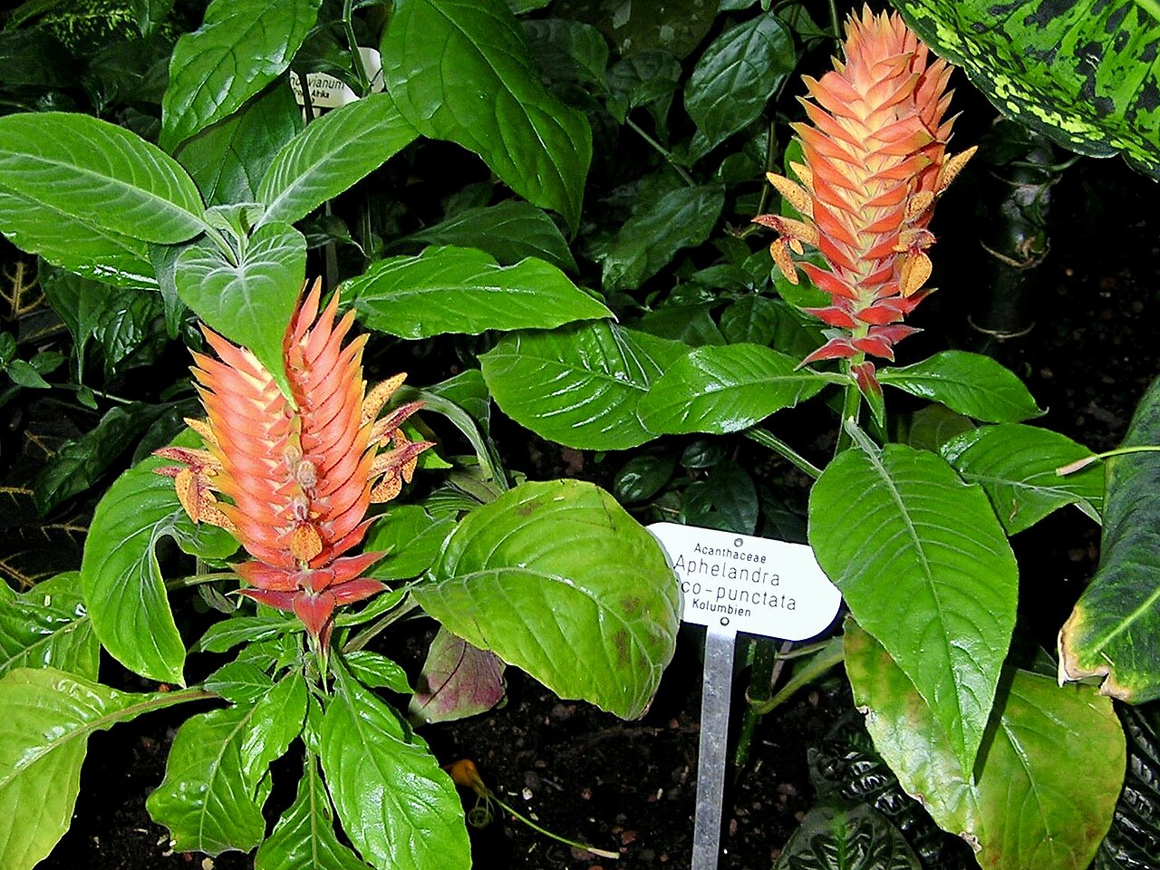 Aphelandra flava: Aphelandra fuscopunctata. Berggarten Hannover.