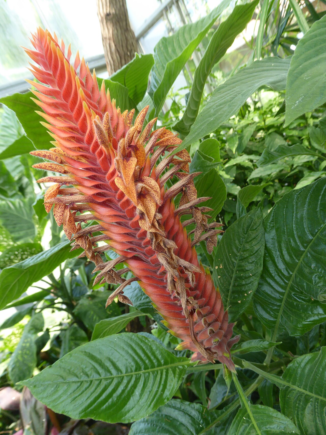 Aphelandra flava: Aphelandra flava