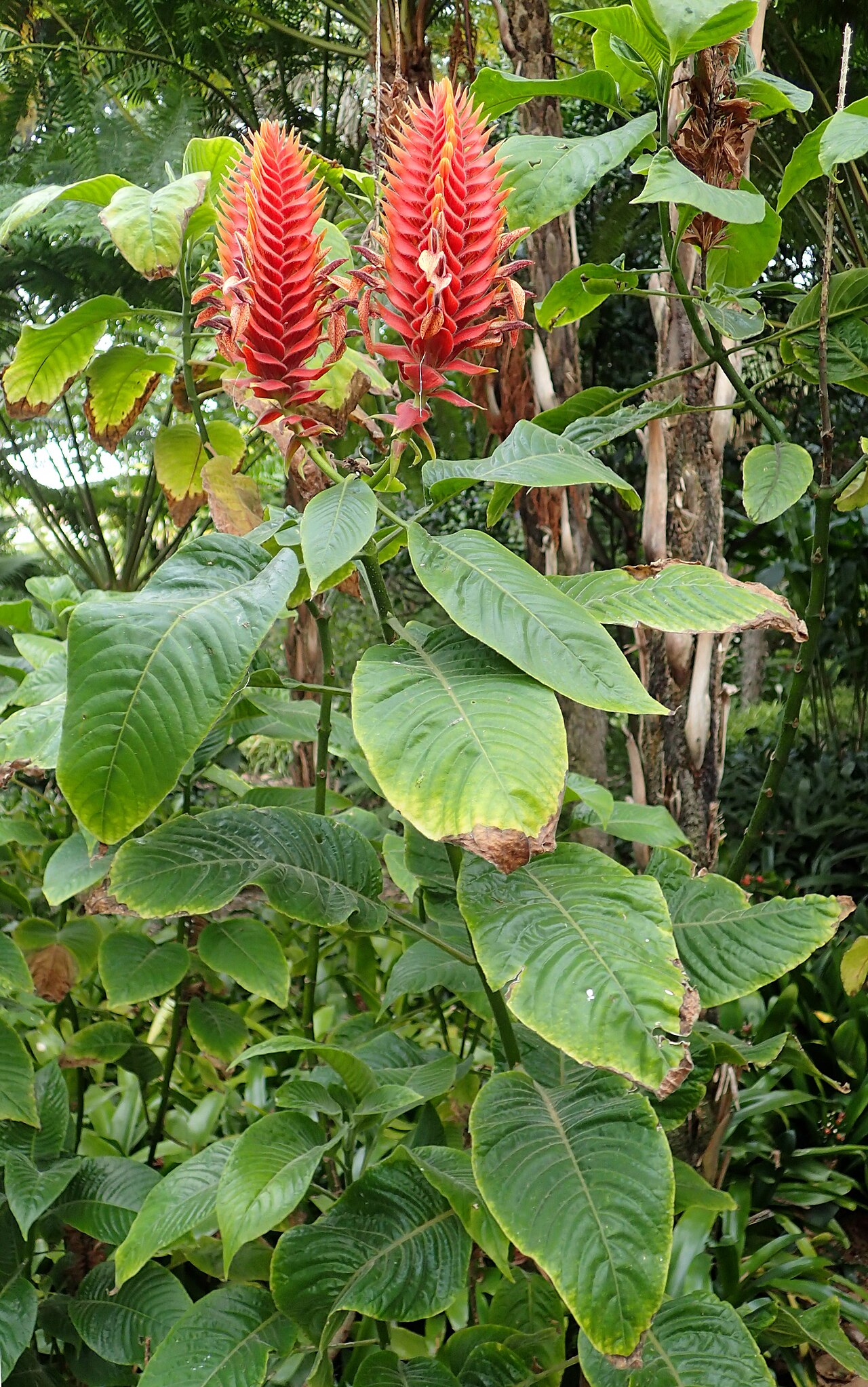 Aphelandra flava: Aphelandra flava in Jardín de Aclimatación de la Orotava