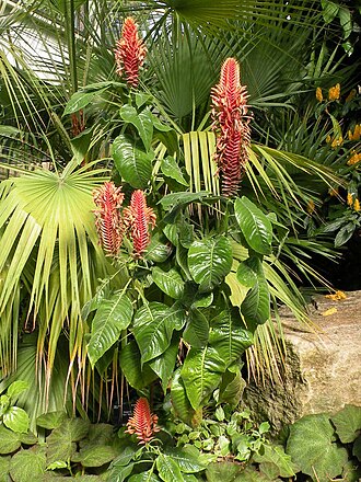 Aphelandra flava: Aphelandra flava Nees in Princess of Wales Conservatory, Kew Gardens