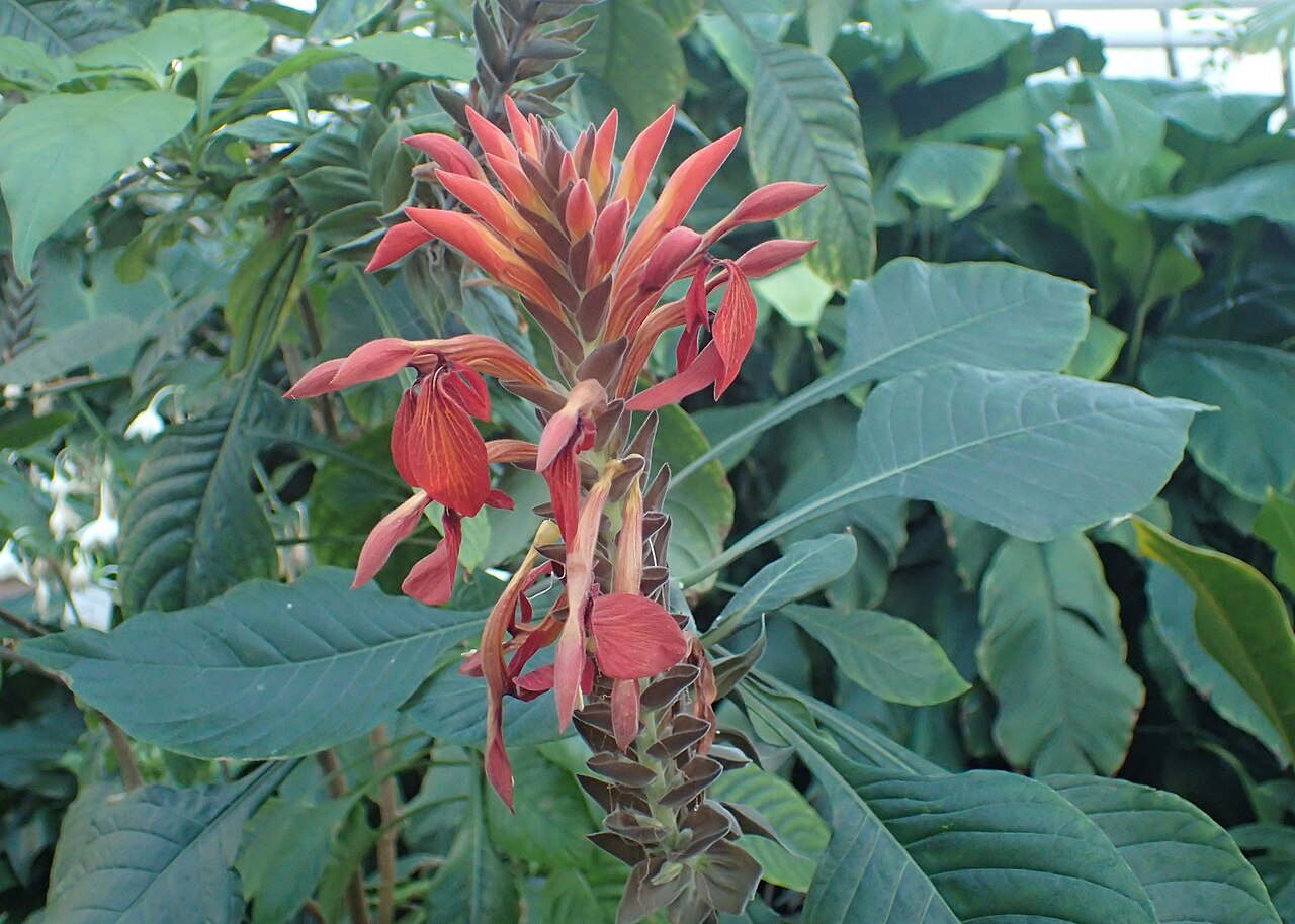 Aphelandra gigantiflora: Aphelandra gigantiflora in the Botanischer Garten, Berlin-Dahlem