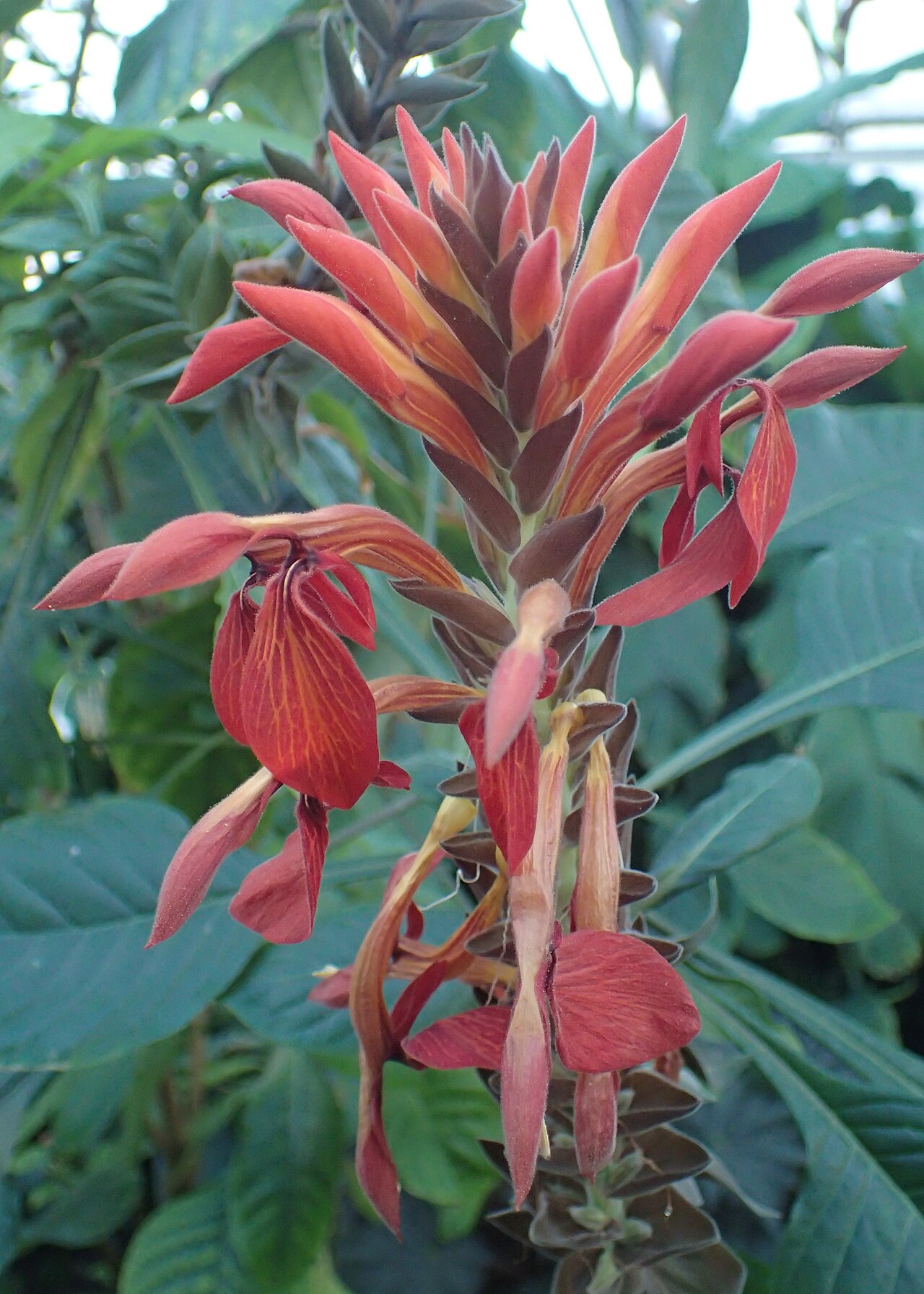 Aphelandra gigantiflora: Aphelandra gigantiflora in the Botanischer Garten, Berlin-Dahlem