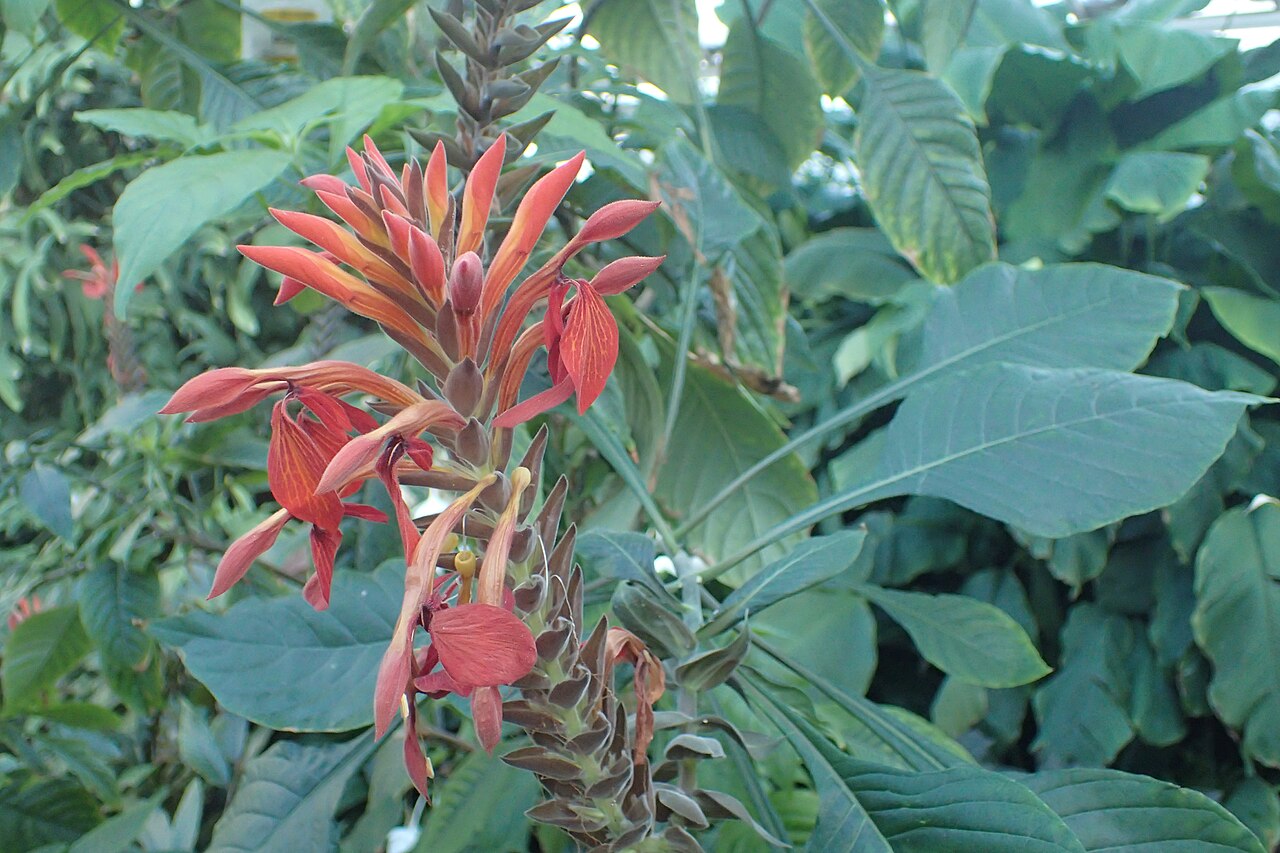 Aphelandra gigantiflora: Aphelandra gigantiflora in the Botanischer Garten, Berlin-Dahlem