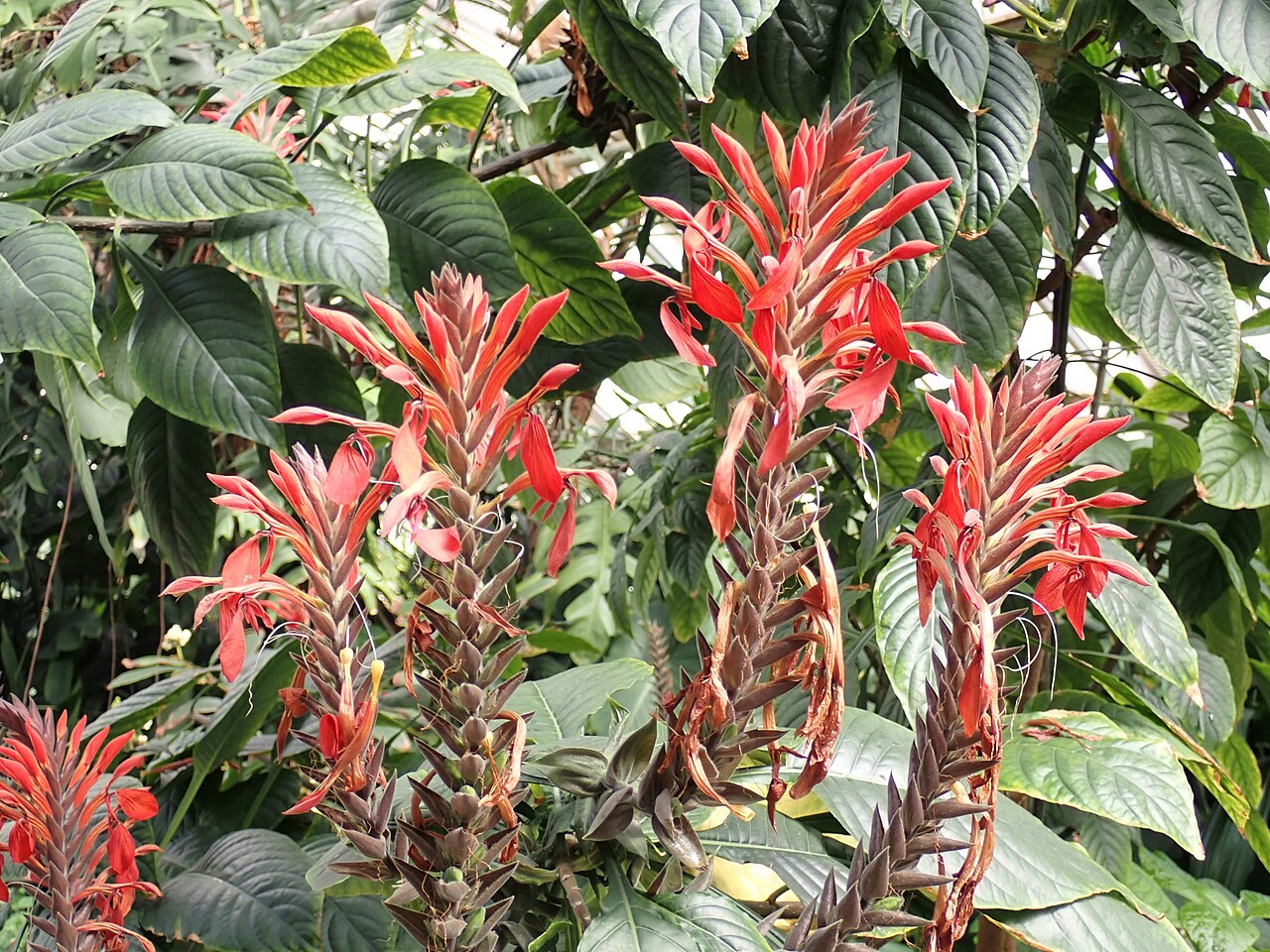 Aphelandra gigantiflora: Aphelandra gigantiflora in the Botanischer Garten, Berlin-Dahlem