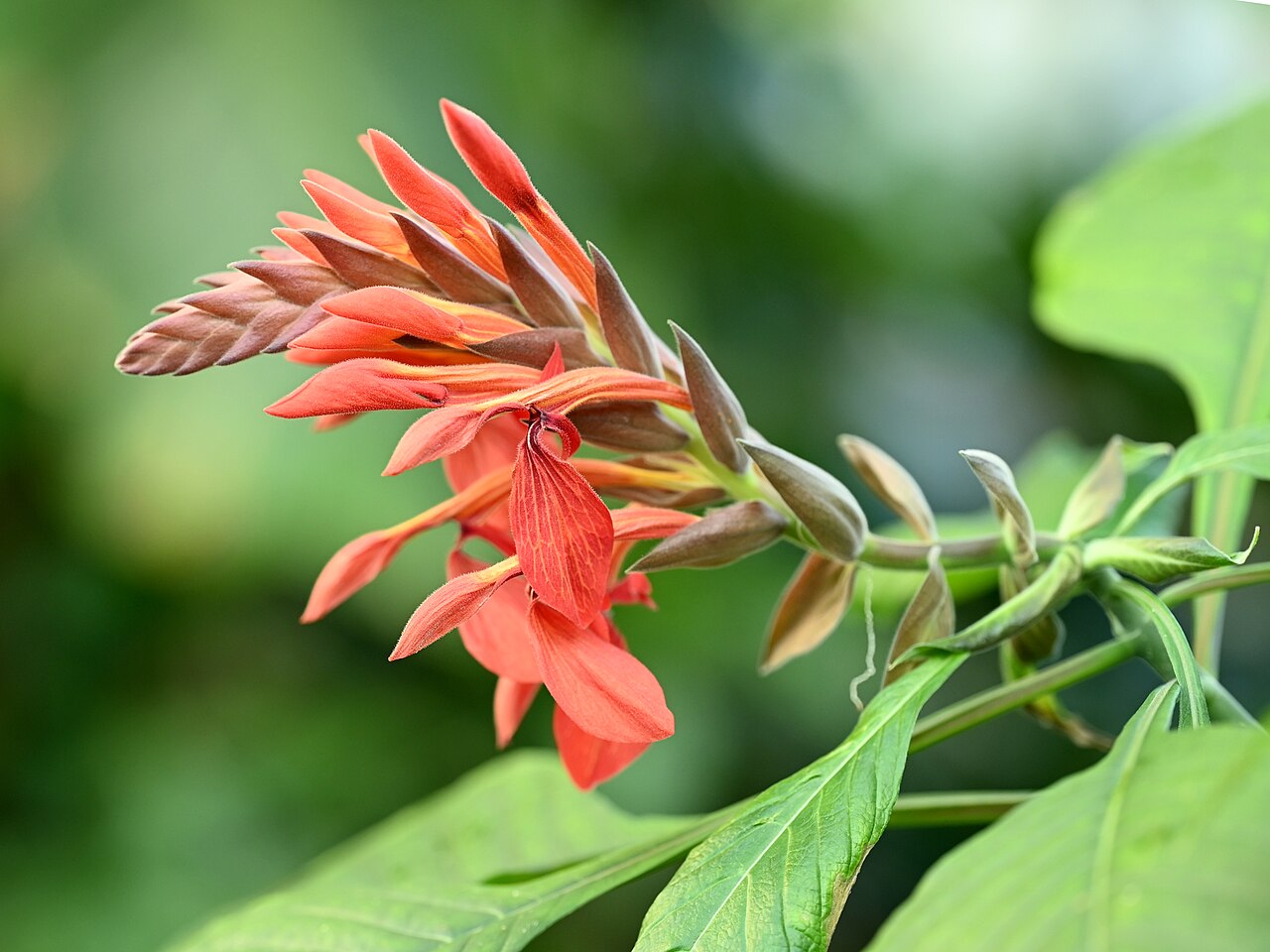 Aphelandra gigantiflora: Aphelandra gigantiflora in the Botanischer Garten, Berlin-Dahlem