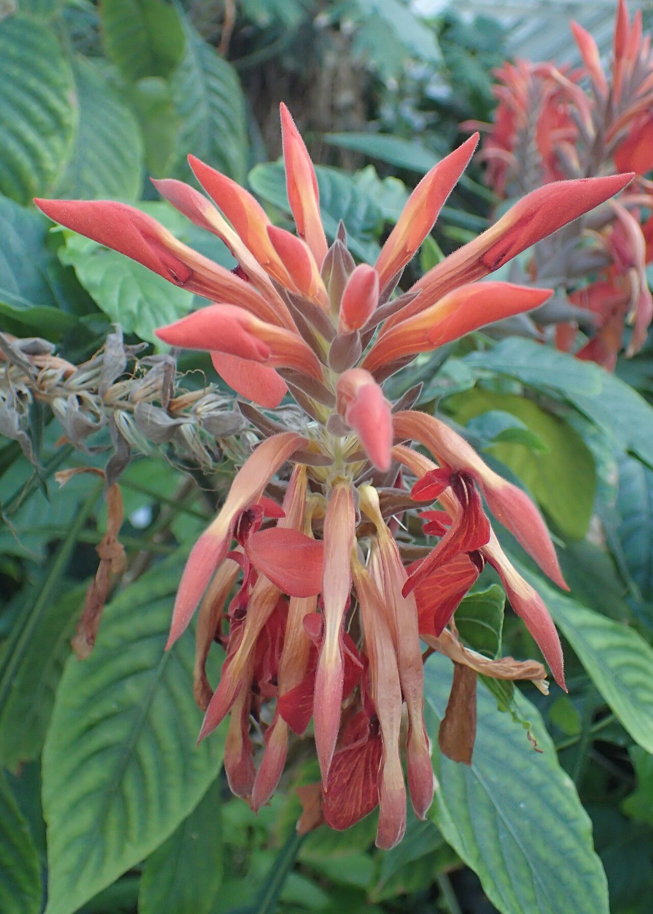 Aphelandra gigantiflora: Aphelandra gigantiflora in the Botanischer Garten, Berlin-Dahlem