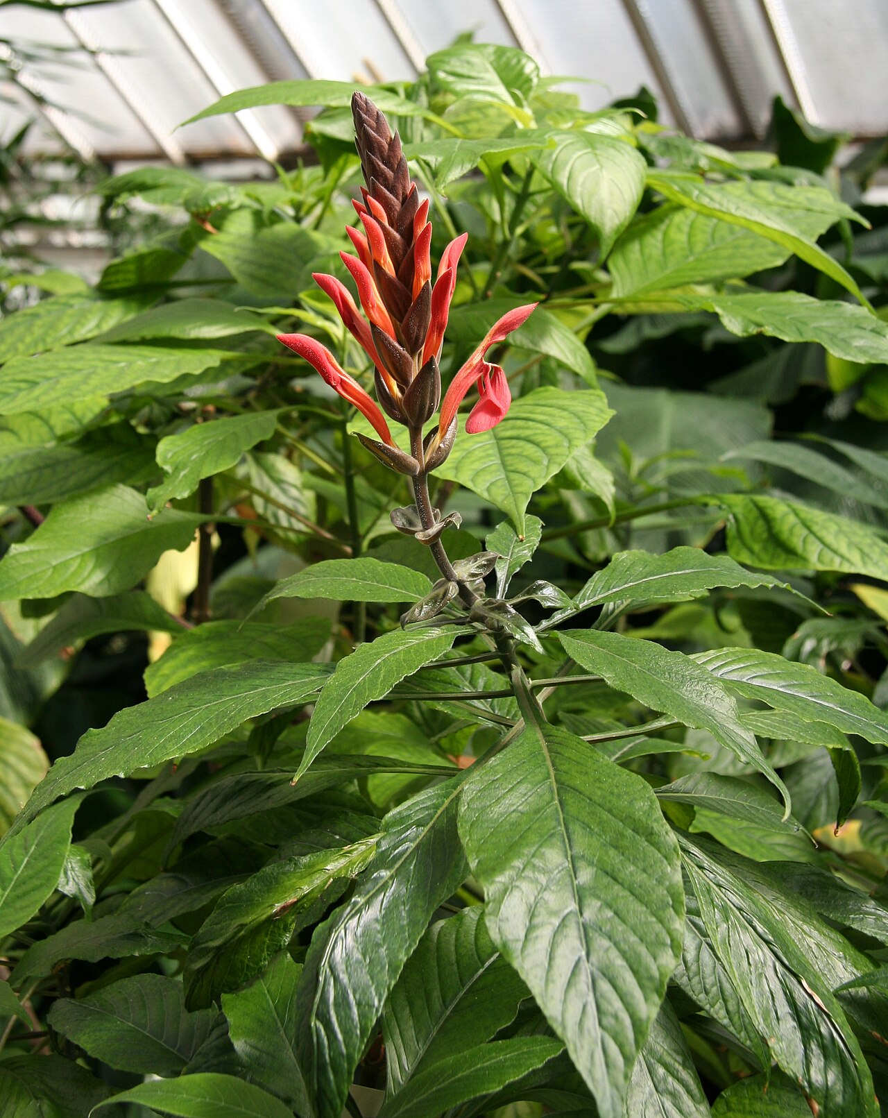 Aphelandra gigantiflora: Aphelandra gigantiflora im Botanischen Garten Berlin