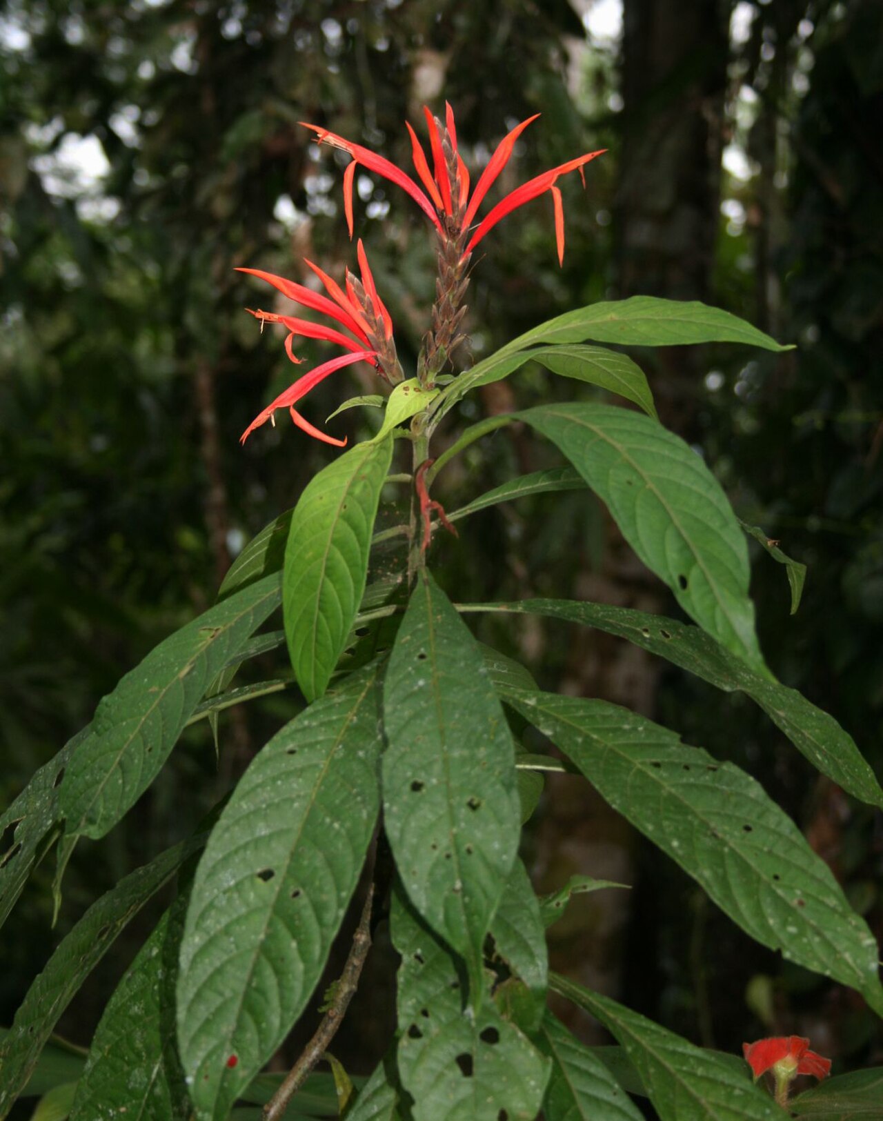 Aphelandra golfodulcensis: Aphelandra golfodulcensis , Akanthusgewächse (Acanthaceae) - Costa Rica: Prov. Puntarenas, La Gamba NW Golfito, "Fila Trail" NW "Tropenstation La Gamba"/"Estaci