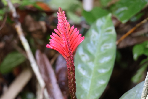 Aphelandra harleyi (Aphelandra harleyi)