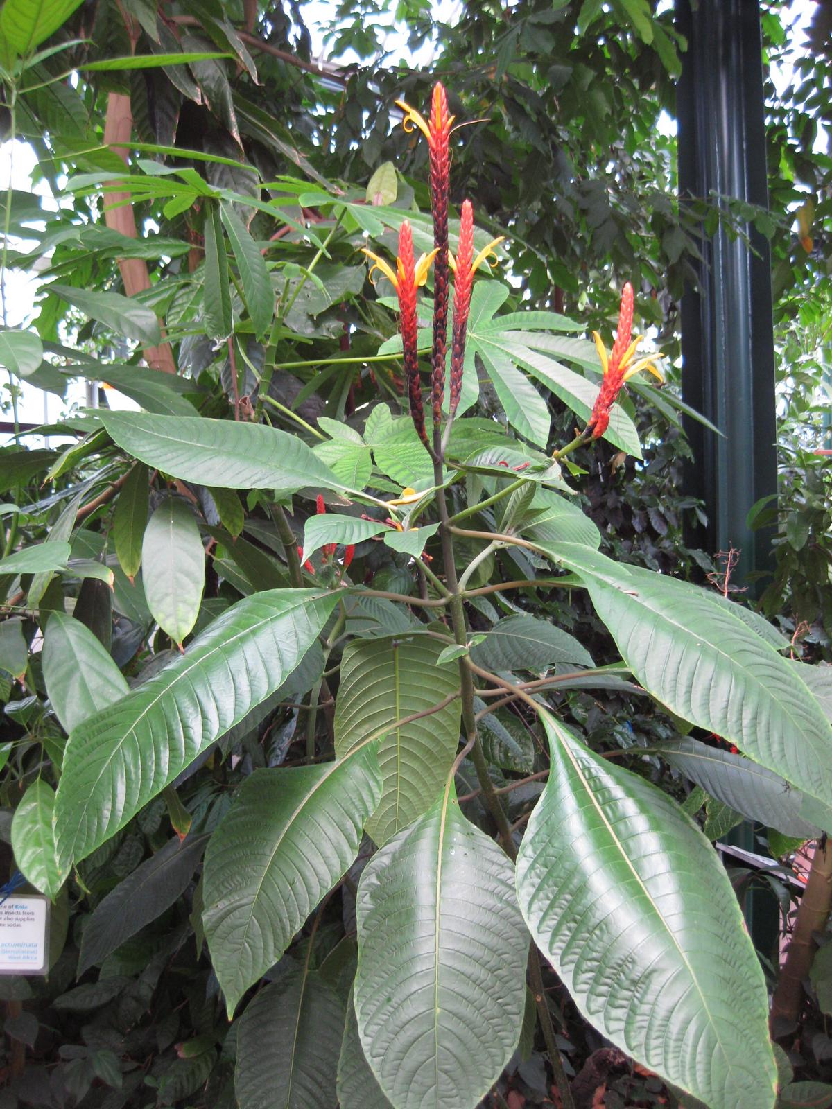 Aphelandra hartwegiana: Aphelandra hartwegiana photographed at Huntington Gardens (Los Angeles) in October