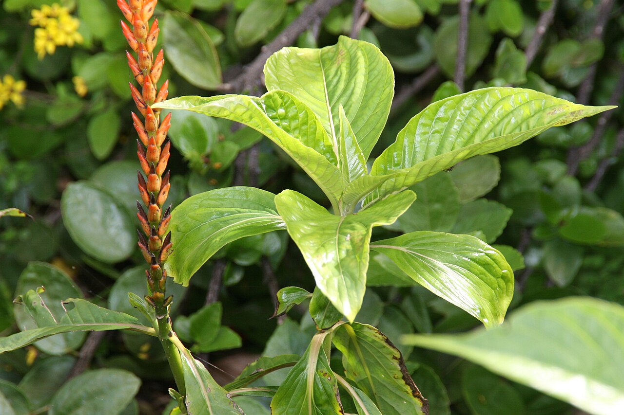 Aphelandra hartwegiana: Location taken: Fairchild Tropical Botanic Garden, Miami, FL USA. Names: Aphelandra hartwegiana Nees Classification: Plantae > Magnoliophyta > Magnoliopsida > L