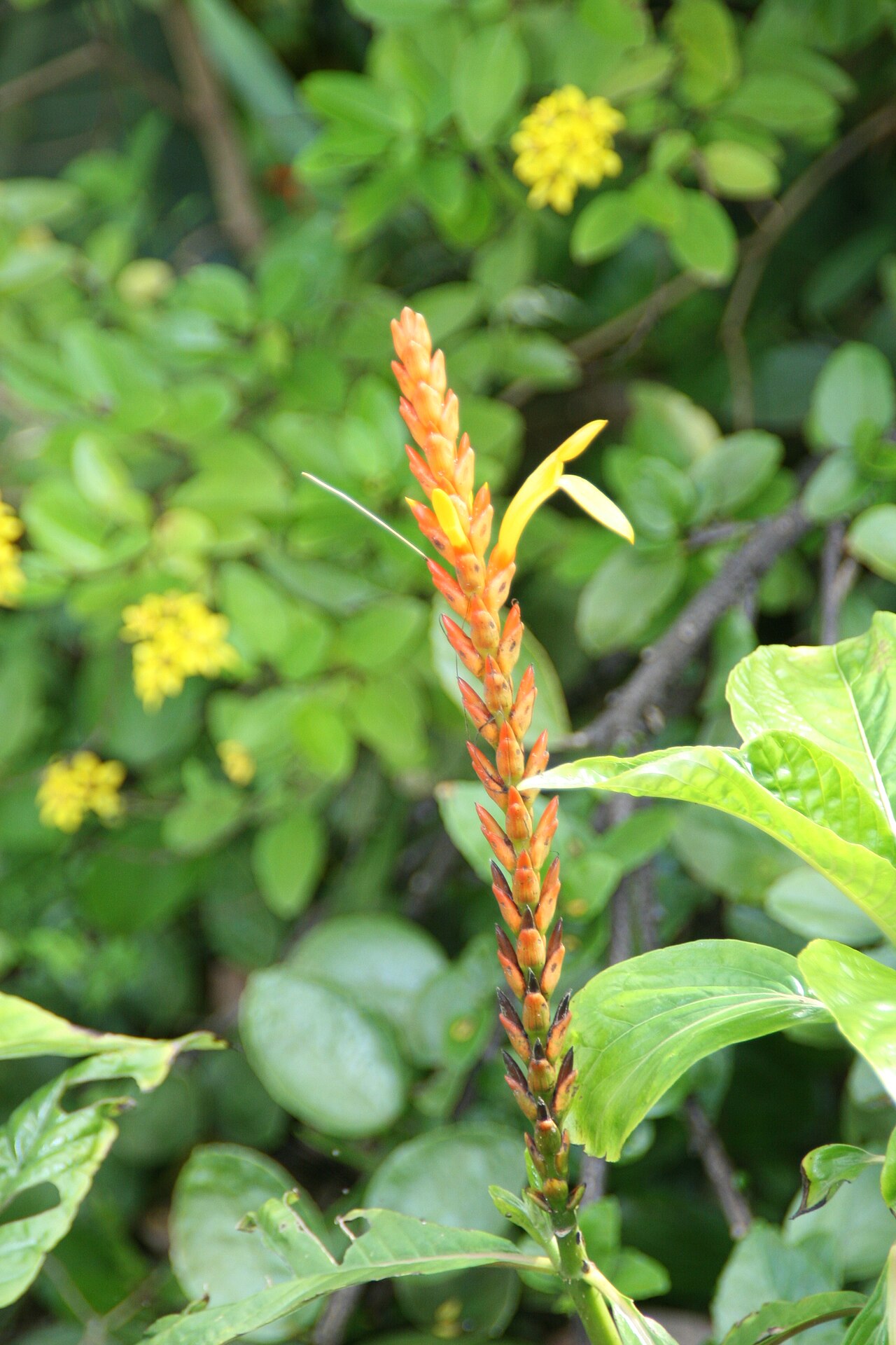 Aphelandra hartwegiana: Location taken: Fairchild Tropical Botanic Garden, Miami, FL USA. Names: Aphelandra hartwegiana Nees Classification: Plantae > Magnoliophyta > Magnoliopsida > L