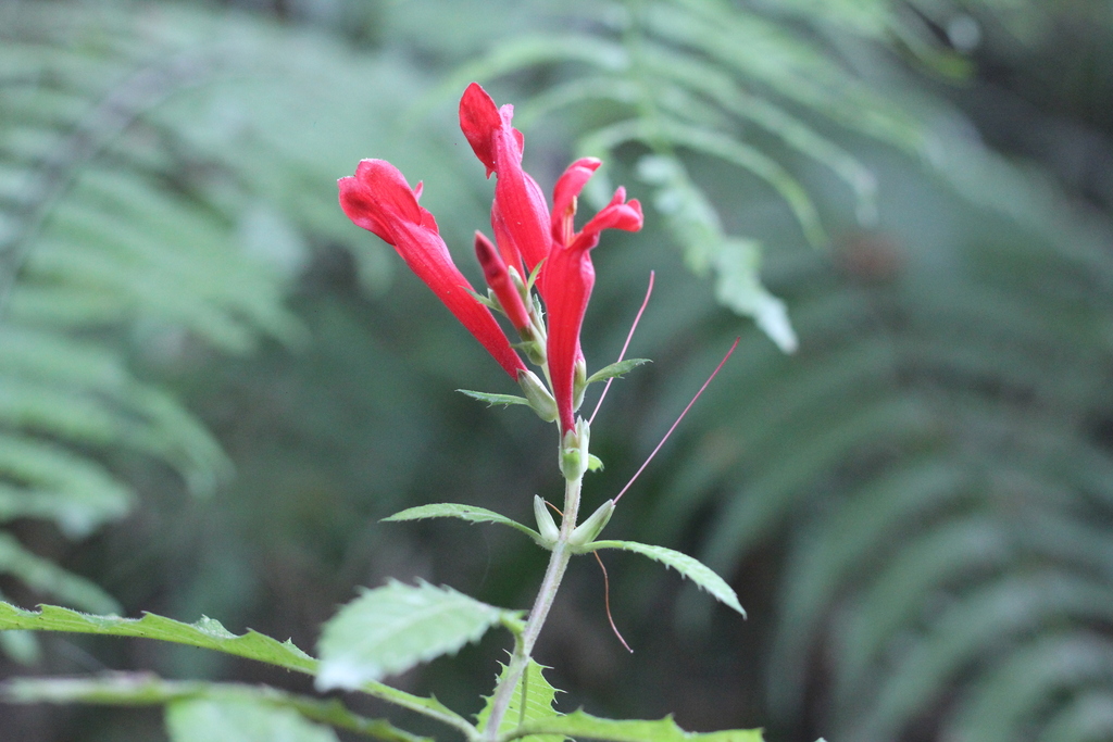 Aphelandra hieronymi (Aphelandra hieronymi)