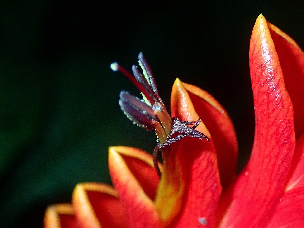 Aphelandra liboniana: Aphelandra liboniana in Brazil