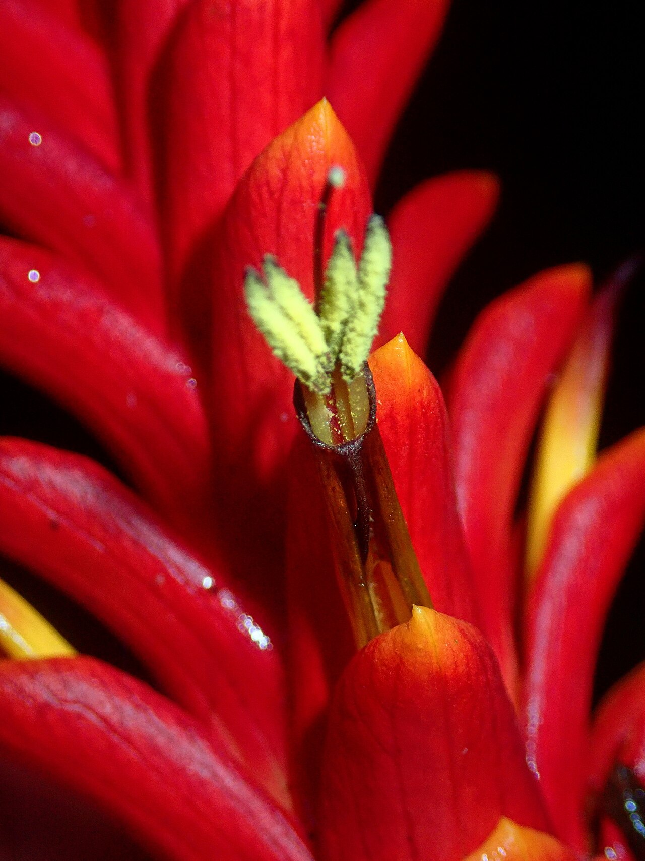 Aphelandra liboniana: Aphelandra liboniana in Brazil