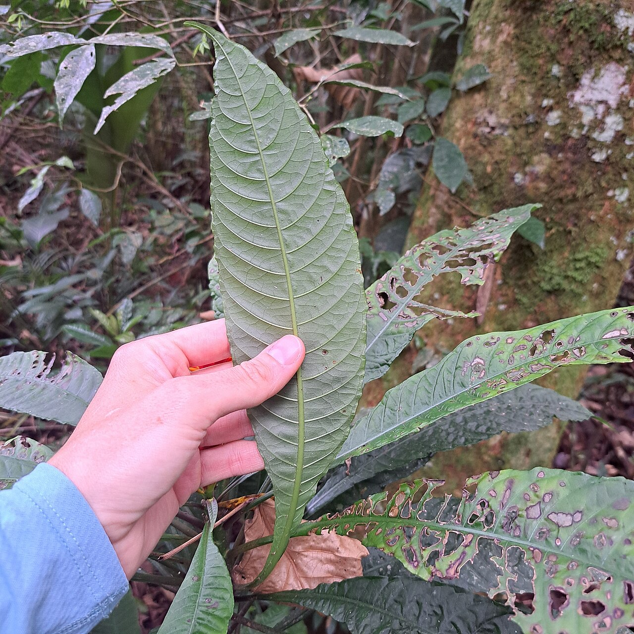 Aphelandra liboniana: Aphelandra liboniana in Brazil