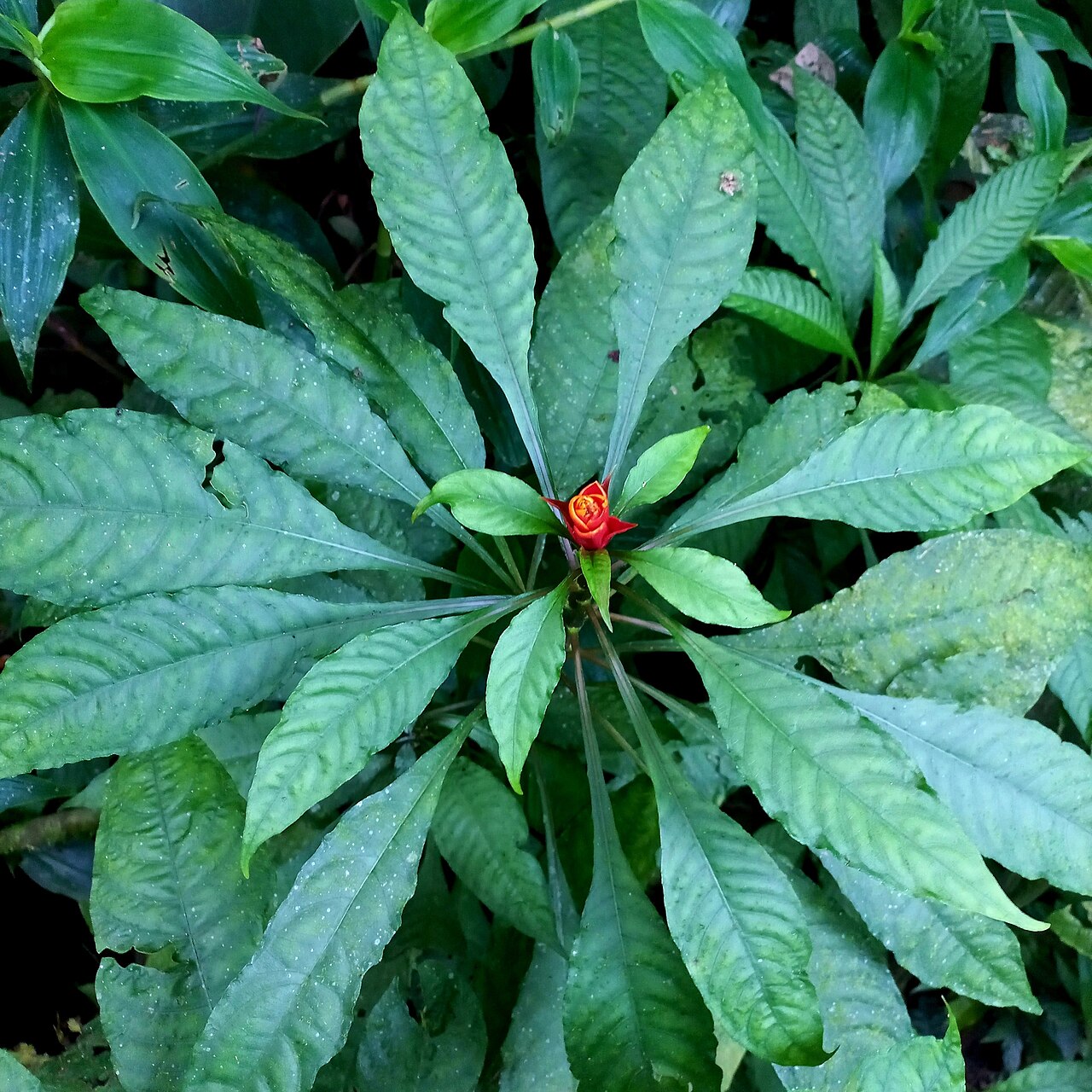 Aphelandra liboniana: Aphelandra liboniana in Brazil
