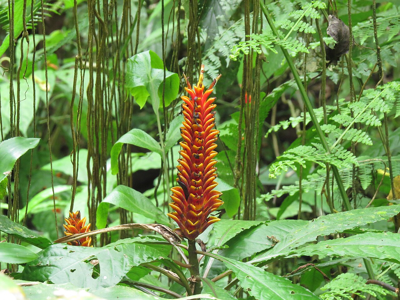 Aphelandra liboniana: Aphelandra liboniana, São Francisco do Sul - SC, Brasil, 2025-11-22 (iNaturalist).