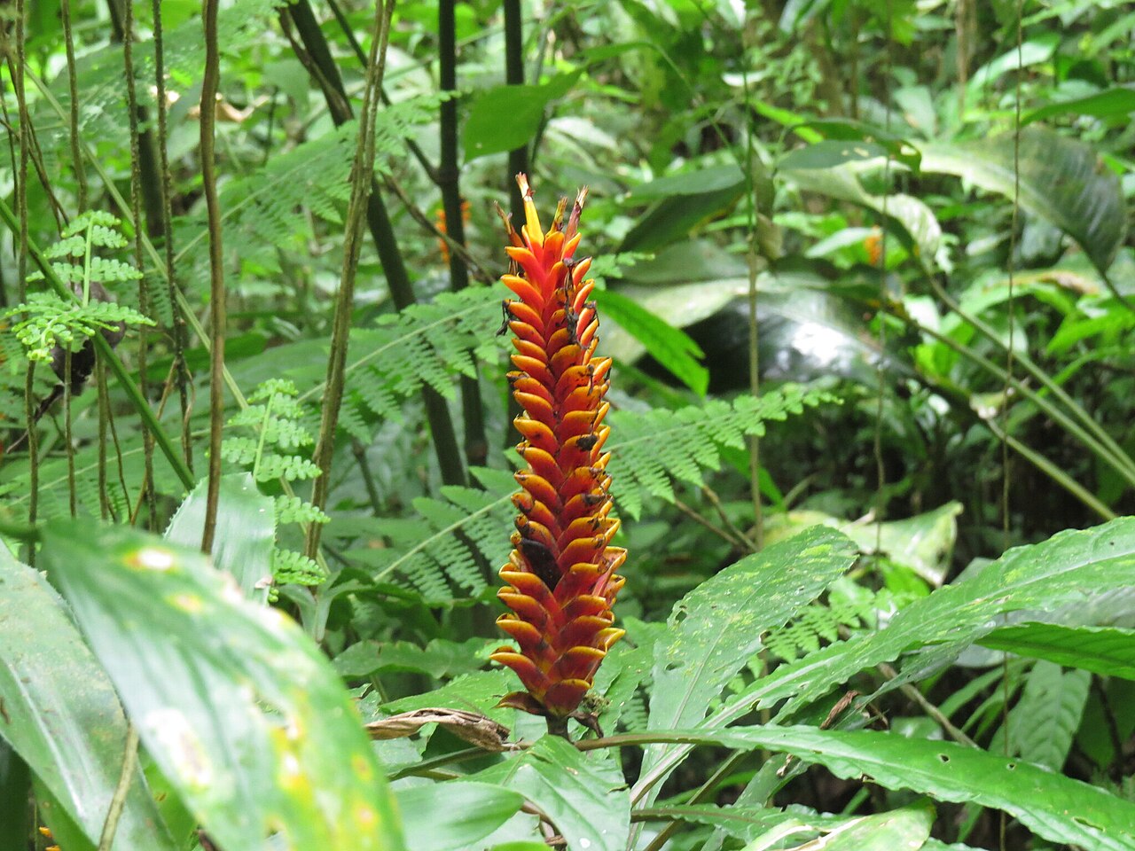 Aphelandra liboniana: Aphelandra liboniana, São Francisco do Sul - SC, Brasil, 2025-11-22 (iNaturalist).