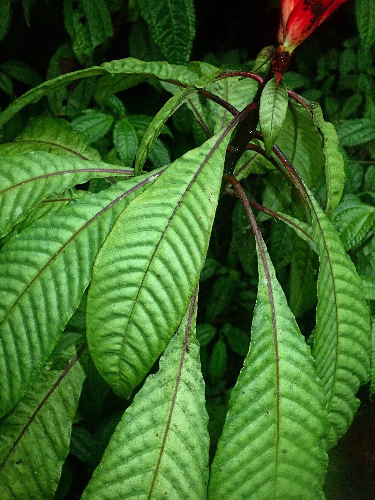 Aphelandra liboniana: Aphelandra liboniana in Brazil