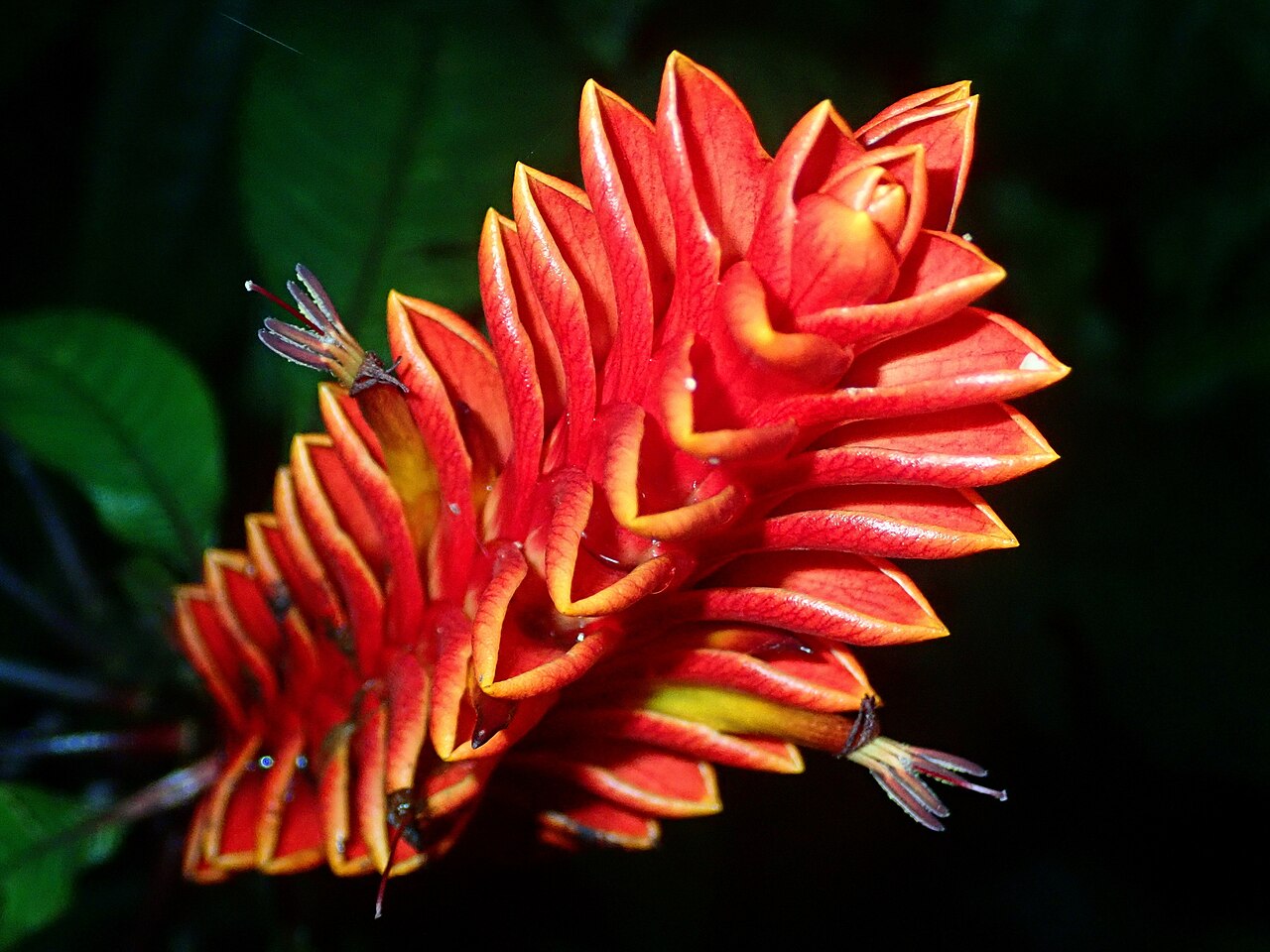 Aphelandra liboniana: Aphelandra liboniana in Brazil