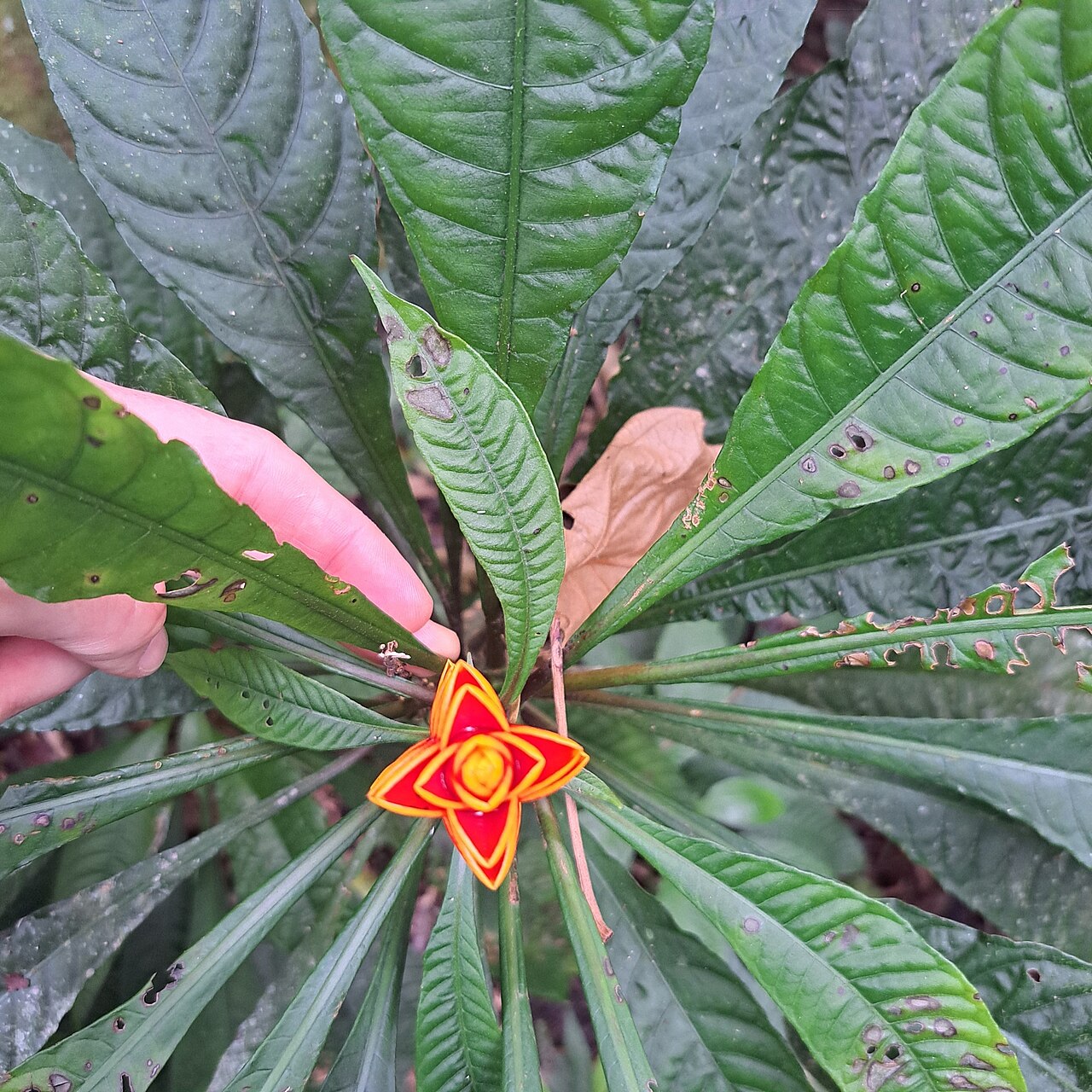Aphelandra liboniana: Aphelandra liboniana in Brazil
