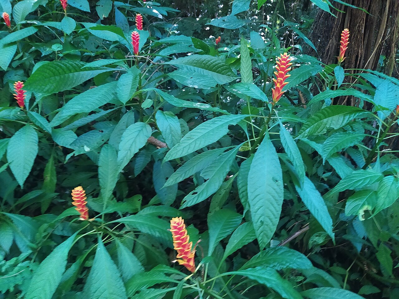 Aphelandra liboniana: Aphelandra liboniana in Brazil