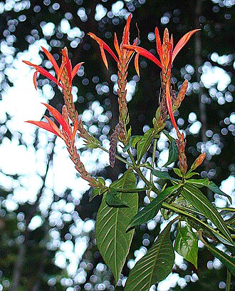Aphelandra lingua-bovis: From the Rio San Juan region, southeastern Nicaragua. In context at www.dixpix.ca/meso_america/Flora/acanthus/index.html