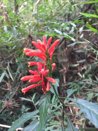 Aphelandra longiflora (Aphelandra longiflora)