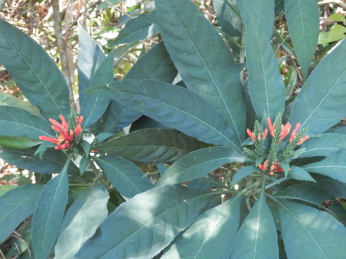 Aphelandra longiflora (Aphelandra longiflora)