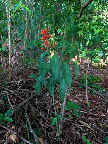 Aphelandra longiflora (Aphelandra longiflora)