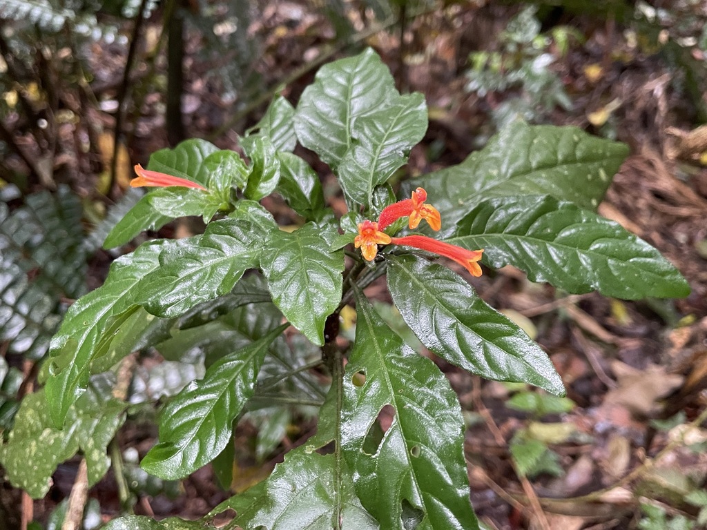 Aphelandra longiflora (Aphelandra longiflora)