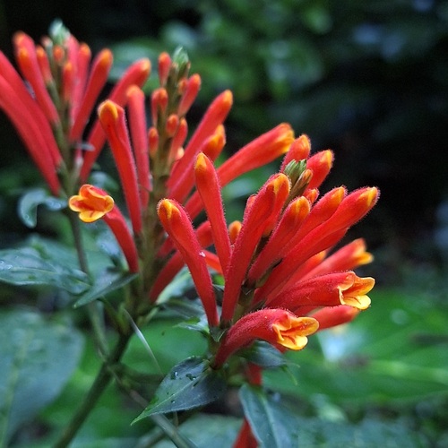 Aphelandra longiflora (Aphelandra longiflora)