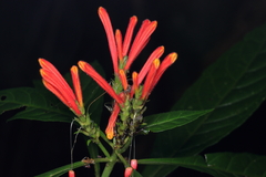 Aphelandra longiflora (Aphelandra longiflora)