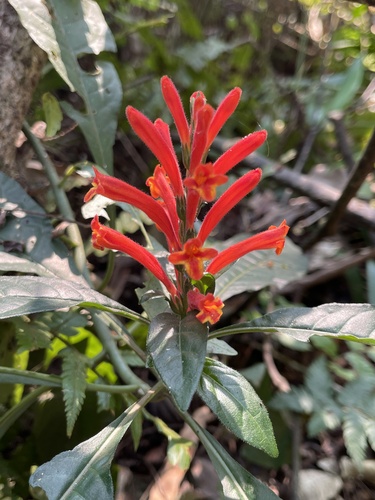 Aphelandra longiflora (Aphelandra longiflora)