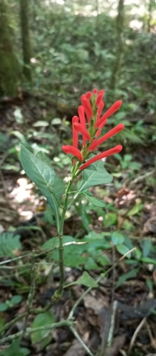 Aphelandra longiflora (Aphelandra longiflora)