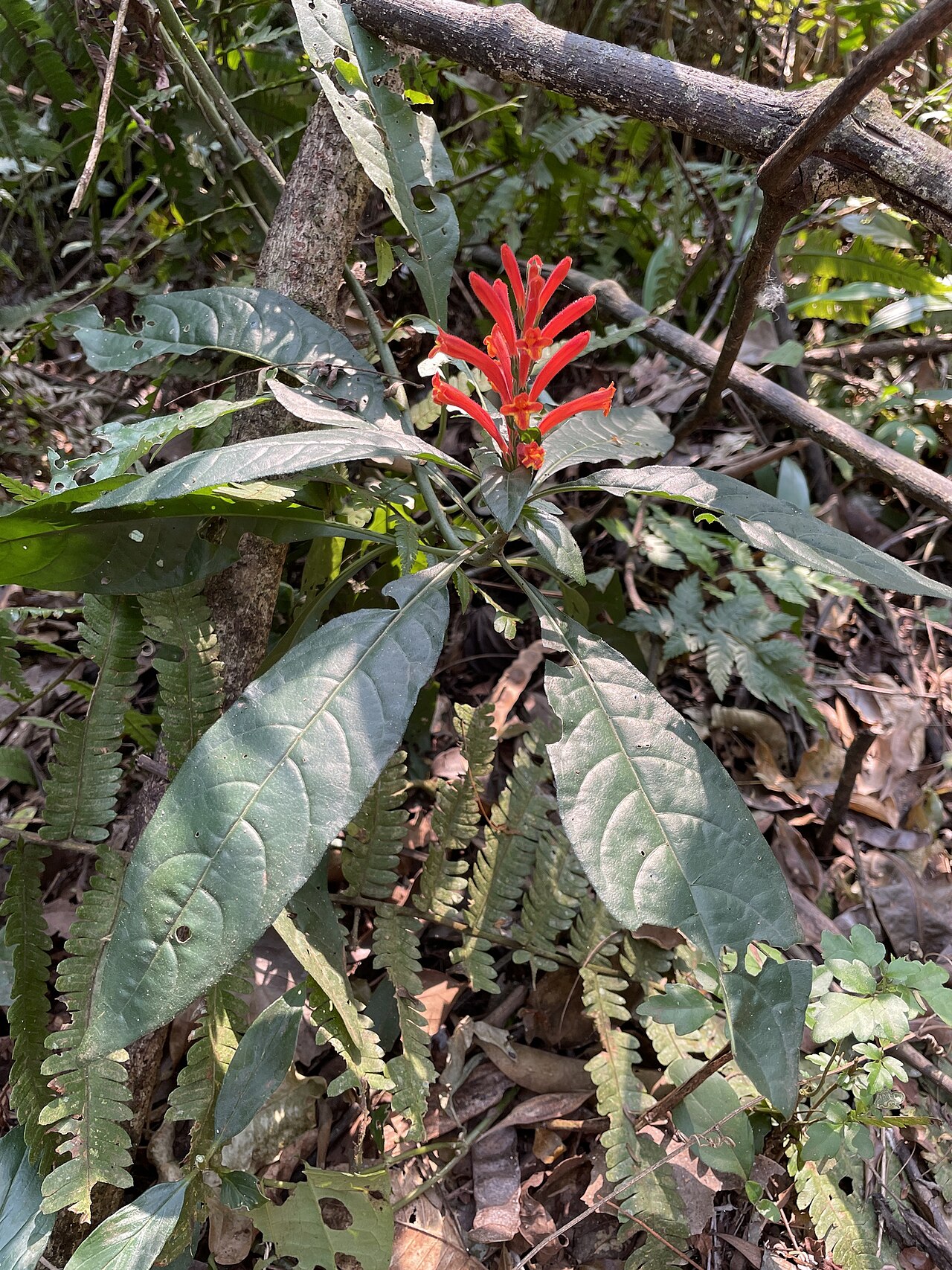 Aphelandra longiflora: Aphelandra longiflora, Foz do Iguaçu - State of Paraná, Brazil, 2024-09-07 (iNaturalist).