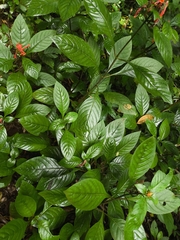 Aphelandra longiflora (Aphelandra longiflora)
