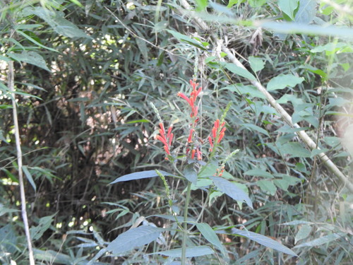 Aphelandra longiflora (Aphelandra longiflora)