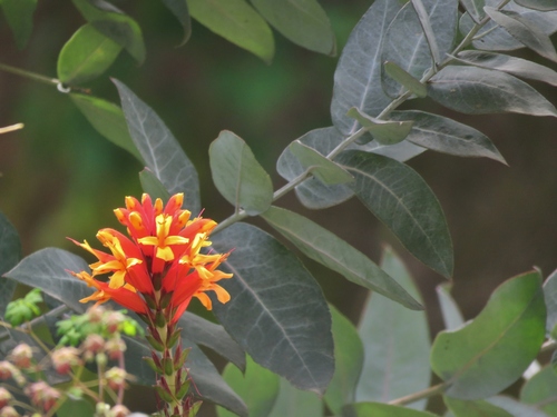 Aphelandra lyrata (Aphelandra lyrata)