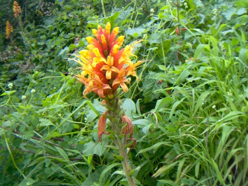 Aphelandra lyrata (Aphelandra lyrata)