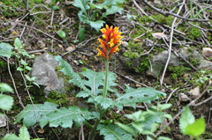 Aphelandra lyrata (Aphelandra lyrata)
