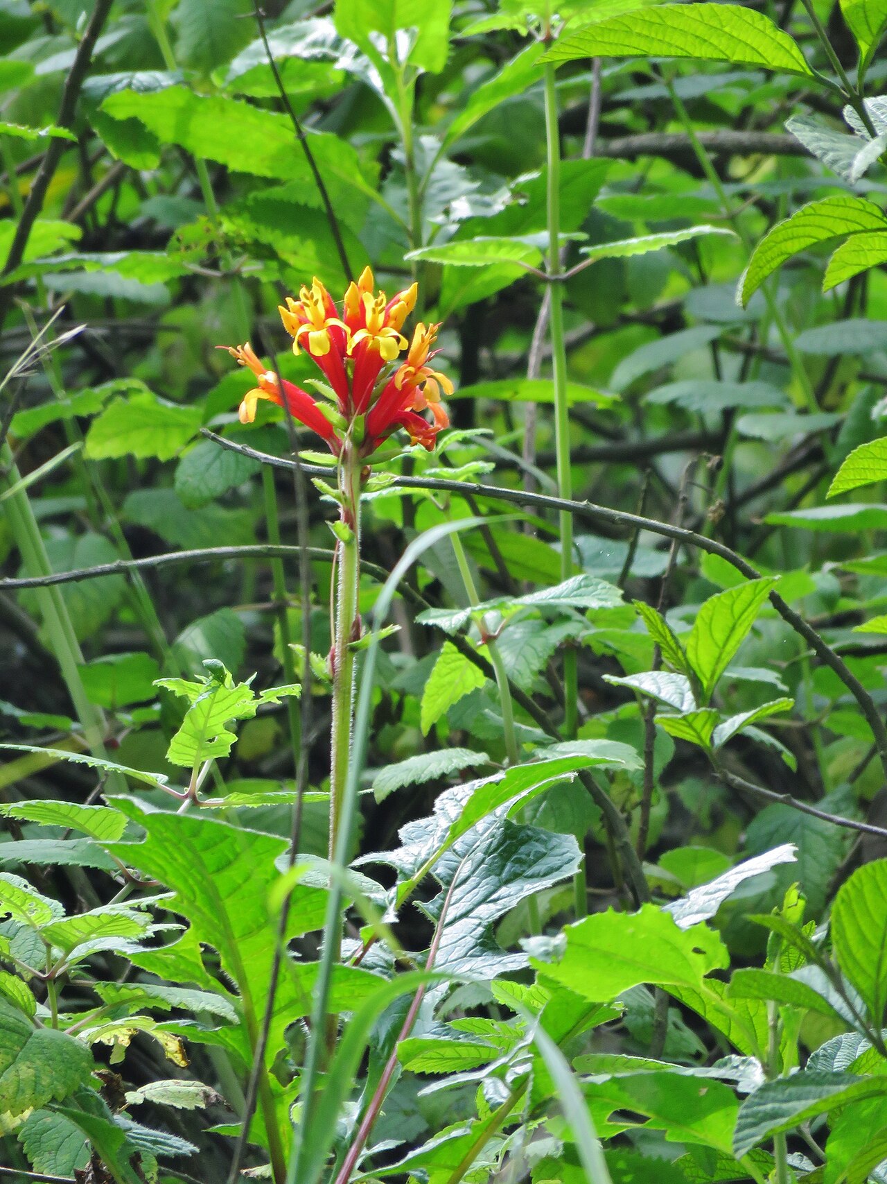 Aphelandra lyrata: Aphelandra lyrata. Species of plant.