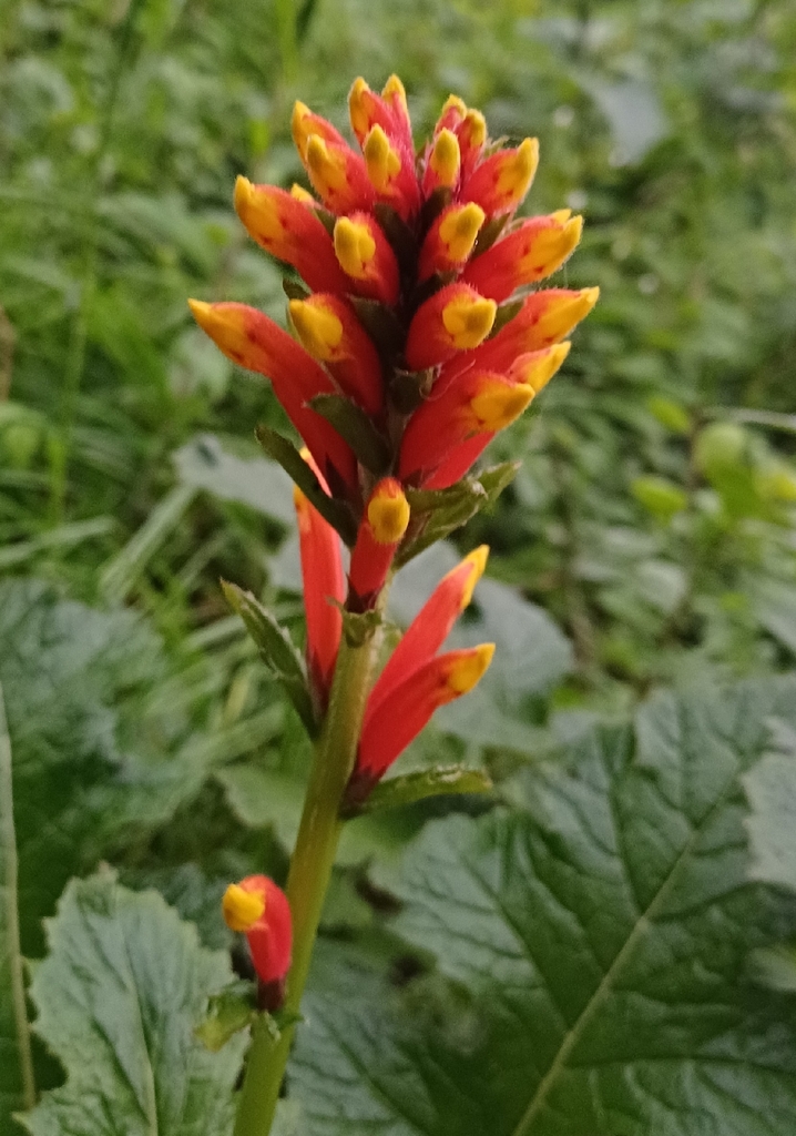 Aphelandra lyrata (Aphelandra lyrata)