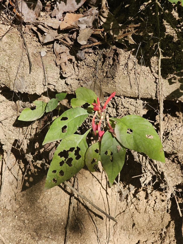 Aphelandra madrensis (Aphelandra madrensis)