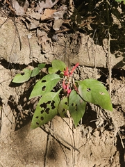 Aphelandra madrensis (Aphelandra madrensis)