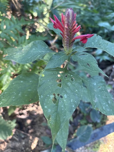 Aphelandra madrensis (Aphelandra madrensis)