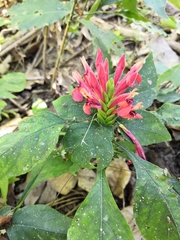 Aphelandra madrensis (Aphelandra madrensis)